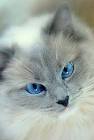 Siamese Cat Breed Information: Behavior, Pictures and Care ...