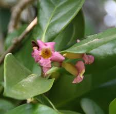 Image result for Thomandersia butayei