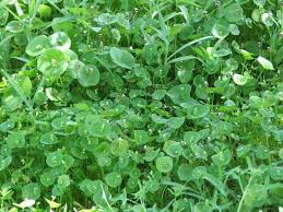 Image result for Montia