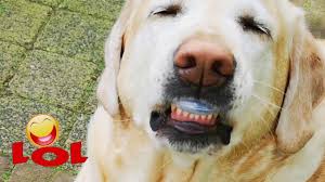 Happy Weekend From My Labrador Dog Yara The Beeper