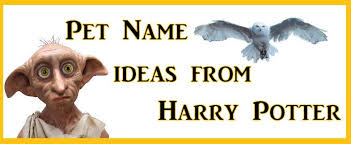 We've got just the thing. Fun Pet Names From Harry Potter Tulipnames