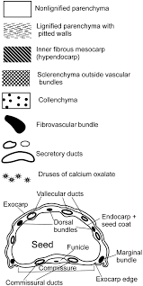 Image result for Afroligusticum runssoricum