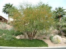 Image result for Acacia