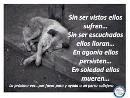 Maybe you would like to learn more about one of these? Imagenes Y Frases Para Perritos De La Calle Reflexiones 2021
