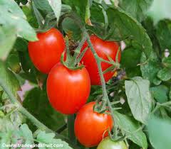 Une tomate aussi bonne à trancher qu'à cuisiner en sauce. A Tomatenretters Webseite