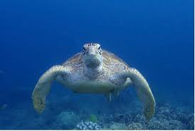 Berichte: Tauchsafari auf den Philippinen