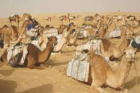In north africa and the middle east, caravans of camels and other beasts of burden cross desert and/or arid terrain. White Gold The Sahara Salt Trade