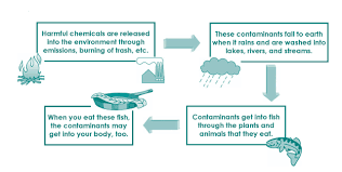 what are fish consumption advisories scdhec