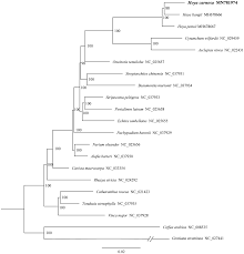 Image result for Oncinotis