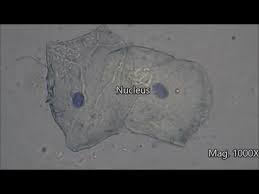 Slides and light microscopes using visible light and lenses to form a magnified image of the object under investigation e.g. Cheek Cells Under The Microscope Youtube