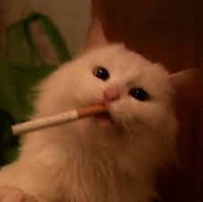 Hailey Pangburn (haileyp0627)