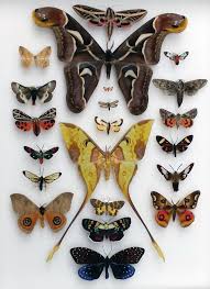 Smithsonian On Twitter Insect Collection Insect Art Beautiful Bugs