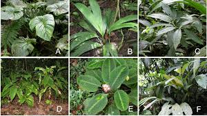 26 видео 774 просмотра обновлен 3 февр. Functional Traits Of Broad Leaved Monocot Herbs In The Understory And Forest Edges Of A Costa Rican Rainforest Peerj
