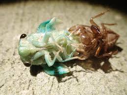 The cicadas (/sɪˈkɑːdə/ or /sɪˈkeɪdə/) are a superfamily, the cicadoidea, of insects in the order hemiptera (true bugs). Cicada Songs And Life Cycles Florida Adventurer