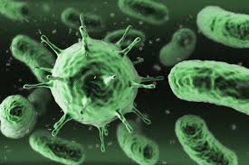 Image result for Bacteria
