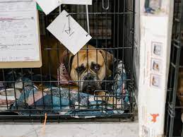 Maybe you would like to learn more about one of these? California Forces Pet Stores To Sell Only Dogs And Cats From Shelters The New York Times
