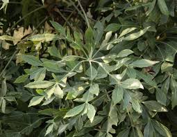 Image result for Cussonia spicata