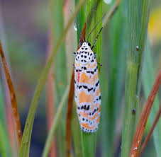 Black And Red Caterpillar Uk Ornate Moth From The Bahamas In Vibrant Orange White And Black In Flight This Moth Has Stunning Pink Wings Pink Moth Moth Vibrant Orange