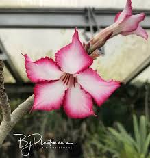 Image result for Adenium multiflorum