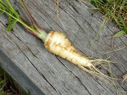This tip really helps for root crops such as parsnips and carrots. Growing Parsnip In New Zealand Cool Mountain Climate