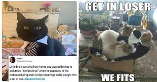 The Best Cat Meme Of The Decade 50 11 Funny Cat Jokes Funny Animal Memes Cat Memes