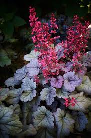 Plantfiles Pictures Heuchera Alum Root Coral Bells Silver Gumdrop Heuchera By Kell Burgundy undersides flash in the breeze. plantfiles pictures heuchera alum