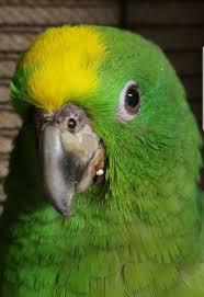Found Amazon Parrot Bird Kingsgrove New South Wales Nsw Australia F43785 Parrot Parrot Bird Amazon Parrot