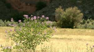 Plants pollinators can't resist in your colorado garden. Rocky Mountain Bee Plant Stock Video Footage 4k And Hd Video Clips Shutterstock