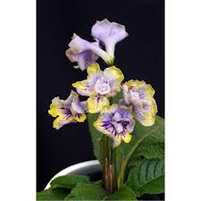 Image result for Streptocarpus eylesii
