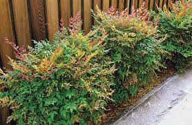 Large 1wide white flowers appear in spring. Regional Picks Plants For Winter S Worst Northern California Finegardening