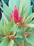 Image result for Celosia stuhlmanniana