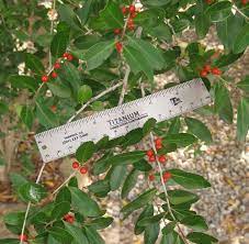 Foraging Texas Yaupon Holly