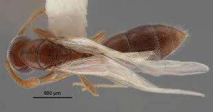 Image result for Zornia punctatissima