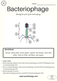 Worksheet On Bacteriophage Check Your Understanding Biology Worksheet Biology Lessons Biology Notes