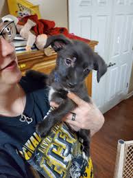 German shepherds, labrador retrievers, golden retrievers, boxers, yorkshire terriers, designer breeds and more! Dachshund Puppies For Sale Greencastle Pa 324201