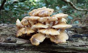 Check spelling or type a new query. Magic Mushrooms Priceless Magazines