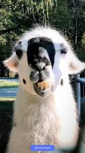 Llama No Drama Video Cute Animals Cute Animal Pictures Animals