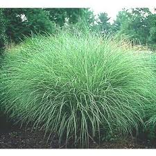 Beautiful Life Ornamental Grasses Shade Perennials Grasses Landscaping