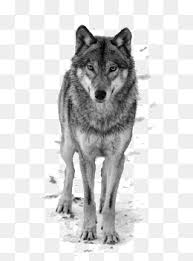 To view the full png size resolution click on any of the below image thumbnail. Gray Wolf Png Hd Transparent Gray Wolf H 307273 Png Images Pngio