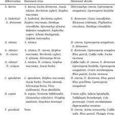 Image result for Pavetta gracillima