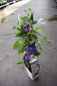 Maybe you would like to learn more about one of these? Clematis Boulevard Olympia 50 60 C2 Palmhunters