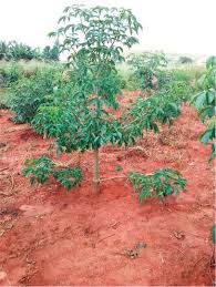 Image result for Ochthocharis