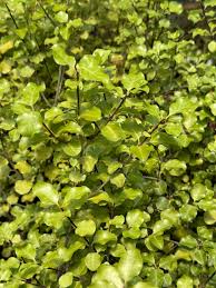Image result for Pittosporum tenuifolium