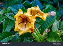 Image result for Solandra maxima