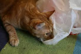 He usually pukes it up, but. Why Does My Cat Eat Plastic Global Animal