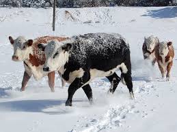 My Cows In The Winter Barnyard Animals Farm Cow Hereford Cattle