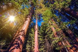 Maybe you would like to learn more about one of these? Guide To Redwood National Park Your Aaa Network