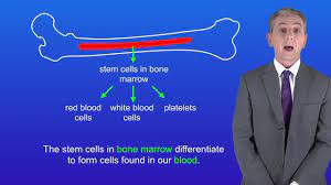 Revise mitosis, the cell cycle and how stem cells work in humans and plants for gcse biology, aqa. Gcse Science Revision Biology Cell Division By Mitosis Youtube
