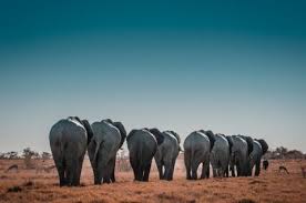 Maybe you would like to learn more about one of these? Kleurplaat Olifant Printen Gratis Makkelijk