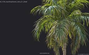 Image result for Acanthophoenix rubra